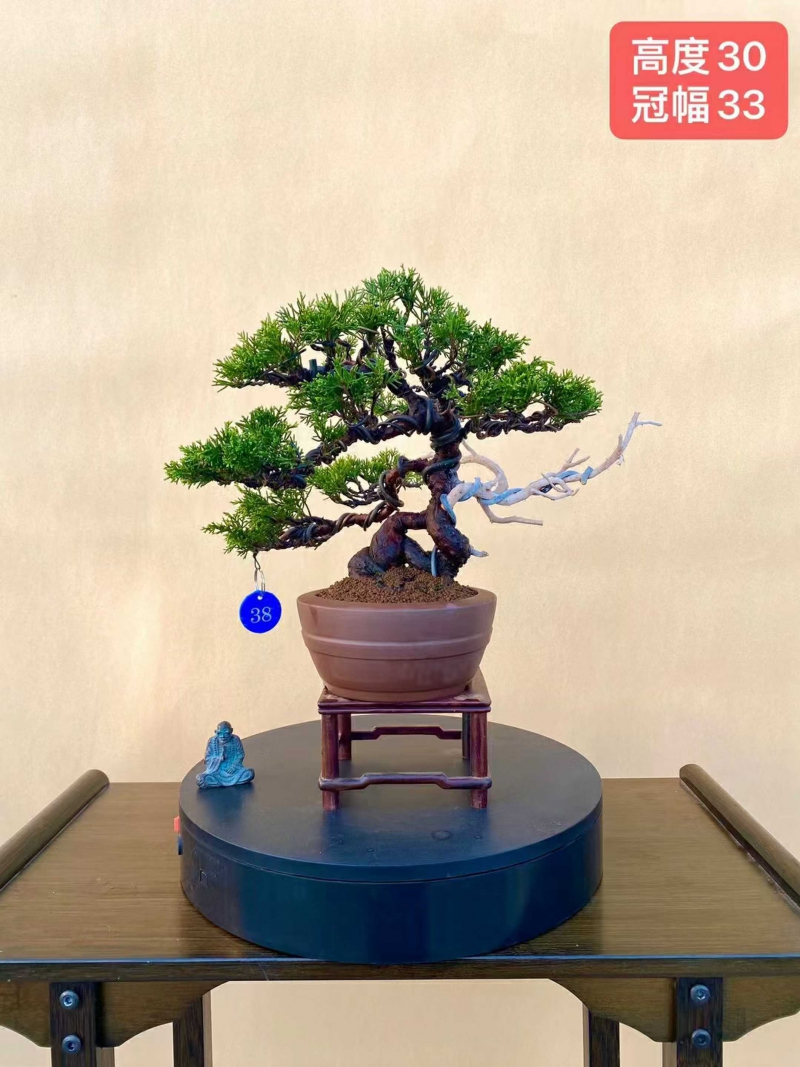 針柏